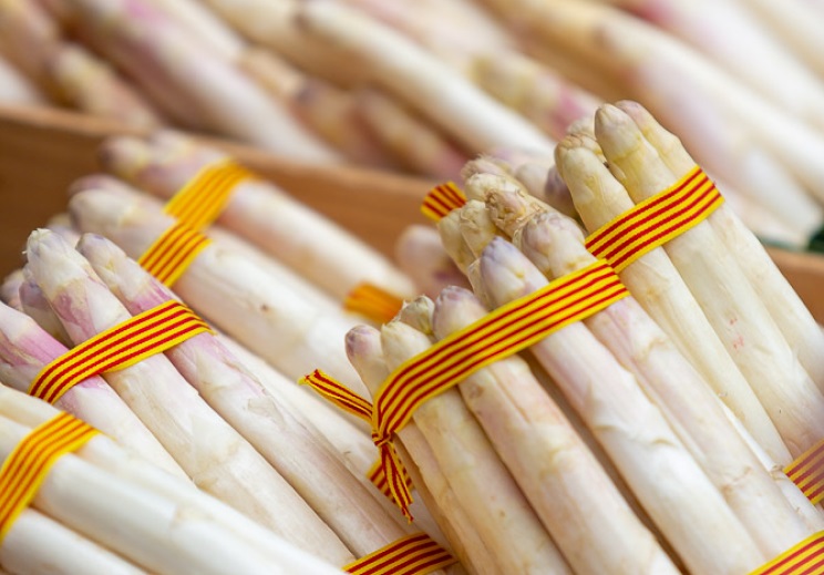 L’esparrec blanc de Gavà